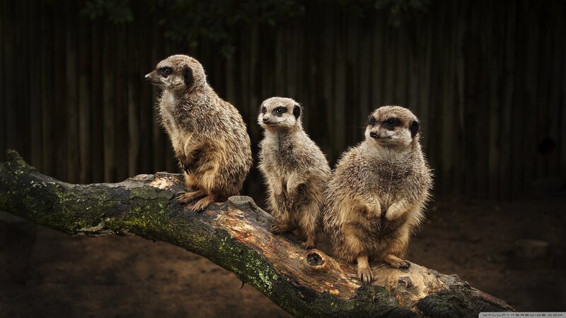 Three Meerkats on a Log — Brown