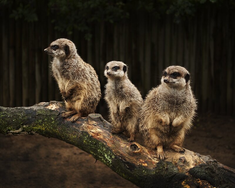 Three meerkats on a log