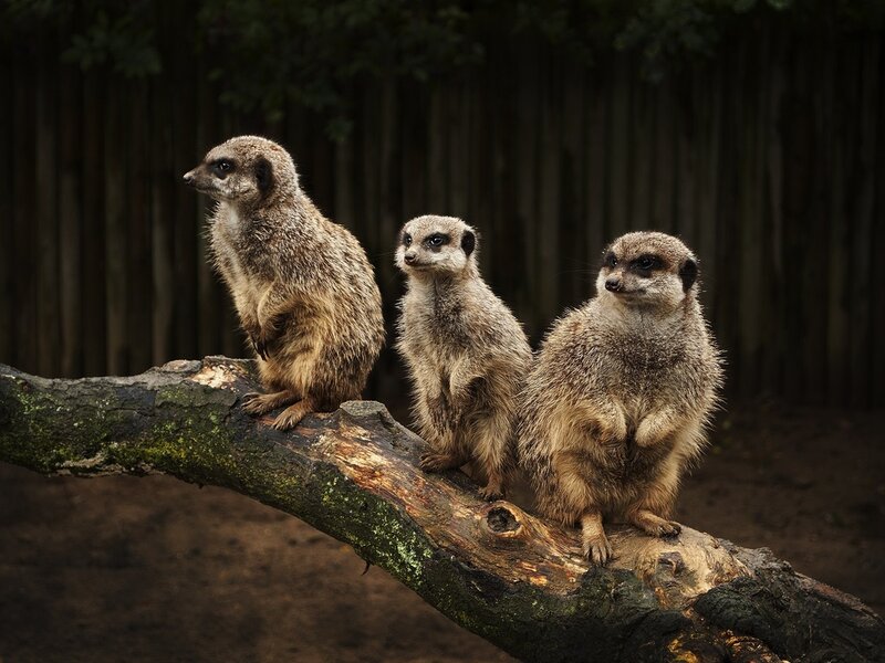Three Meerkats on Log