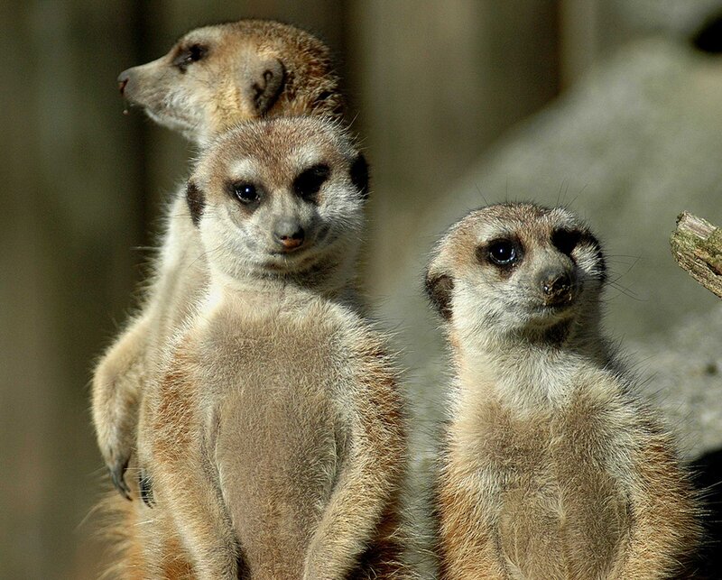 Three Meerkats Standing — Brown, Alert, Afternoon, Photograph