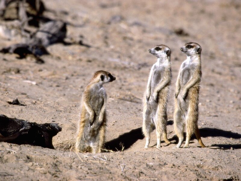 Three Meerkats Standing — Brown, Alert, Afternoon