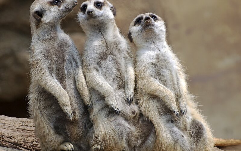Three Meerkats Standing — Brown, Alert, Photograph, Meerkat, Log