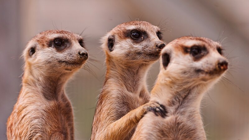 Three Meerkats Standing — Brown, Alert, Photograph