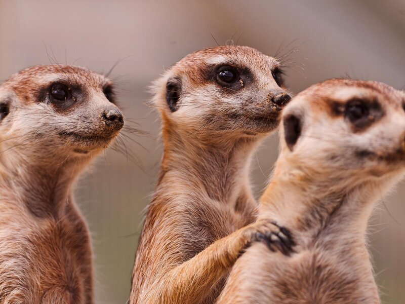 Three Meerkats Standing — Brown, Alert