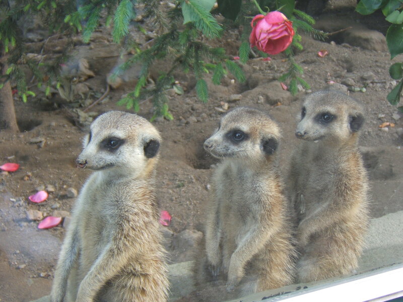 Three Meerkats Standing — Brown, Calm