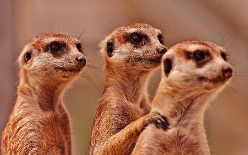 Three Meerkats Standing — Brown