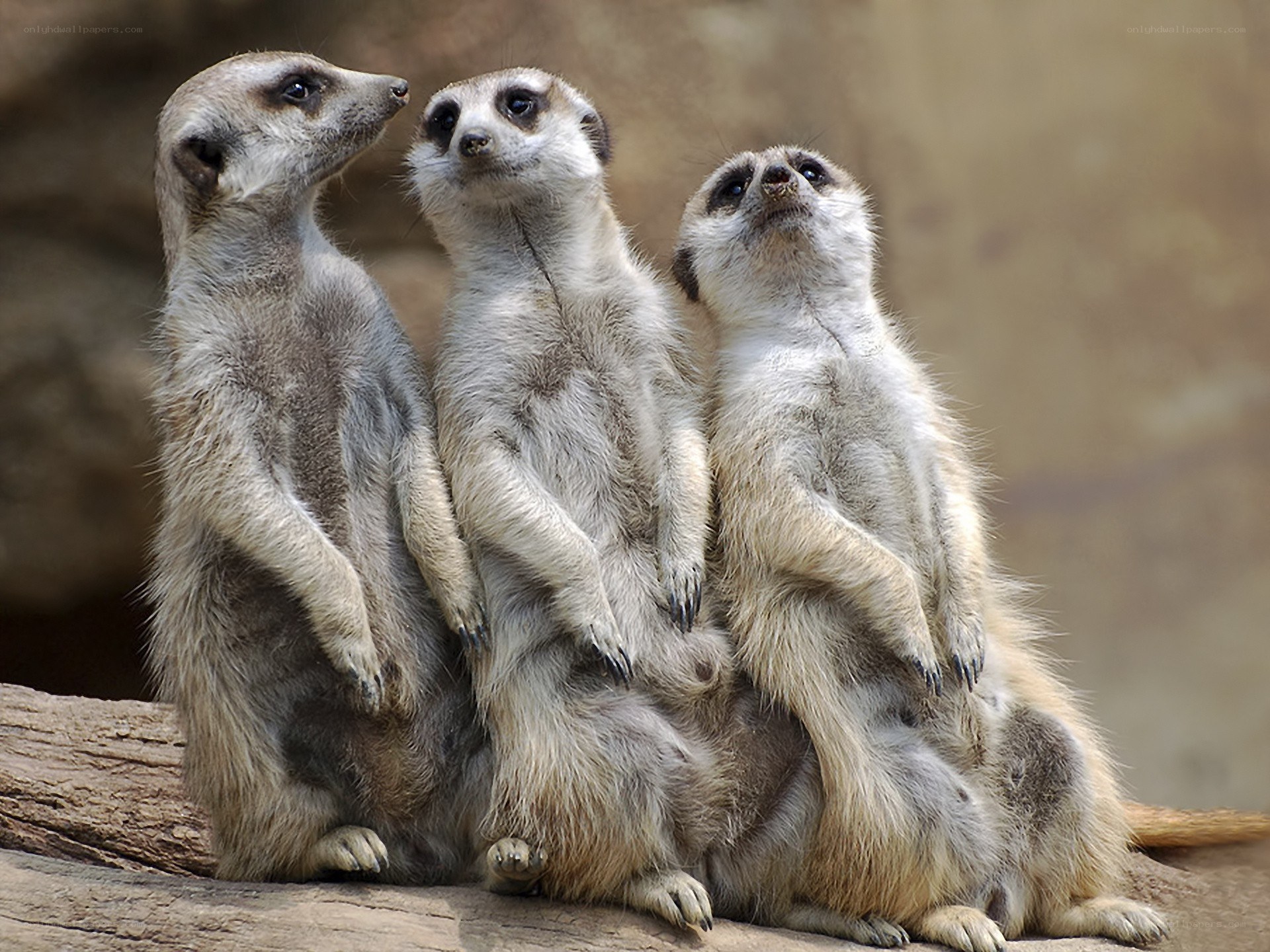 Three meerkats standing together