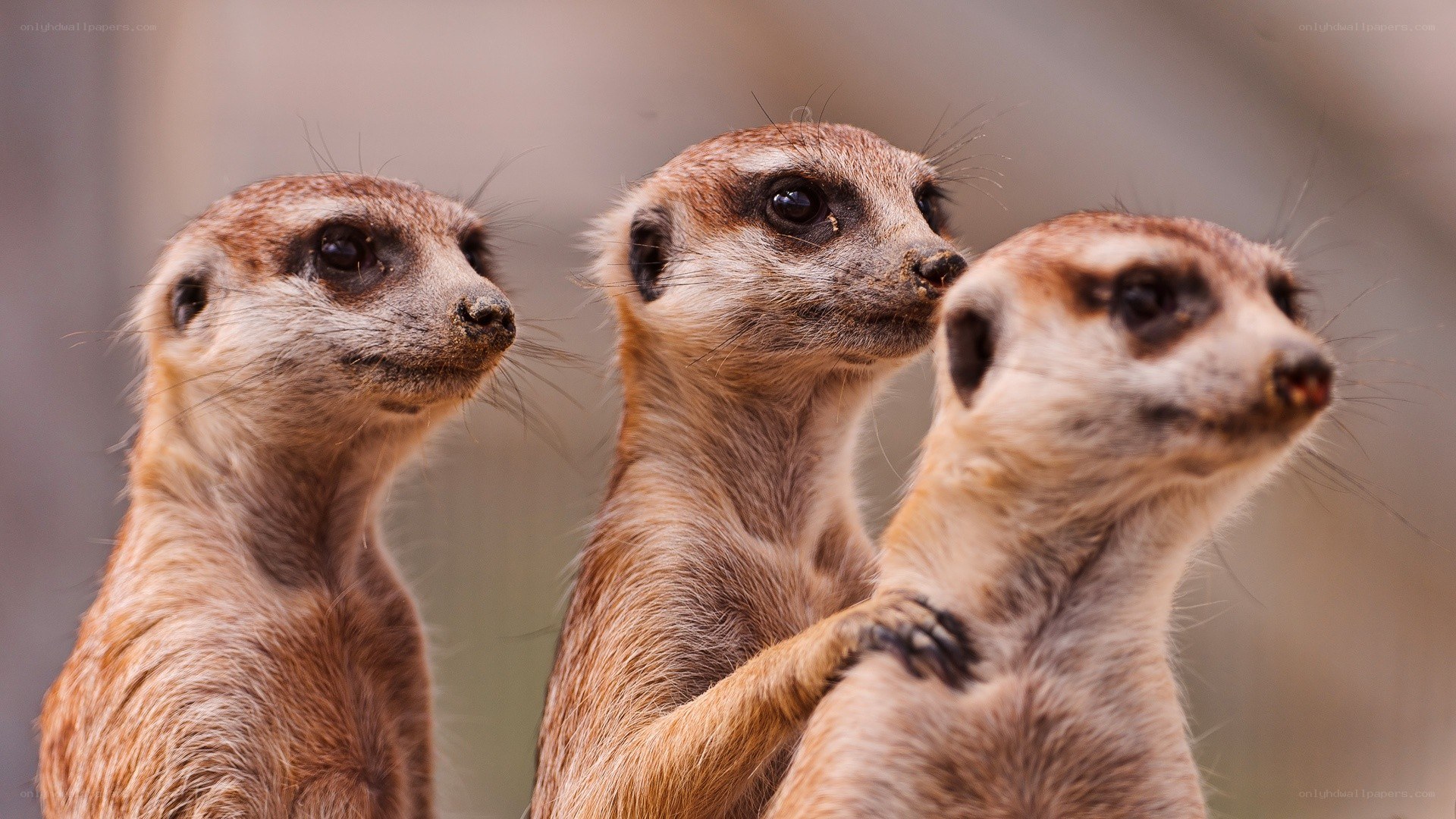 three meerkats standing together