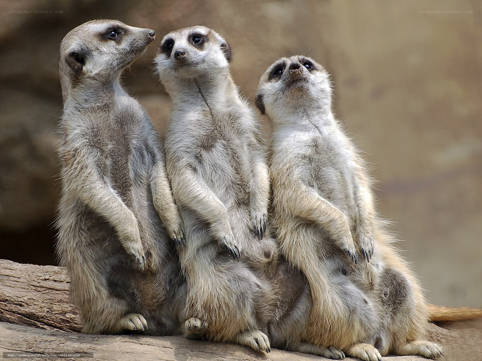 Three meerkats standing together