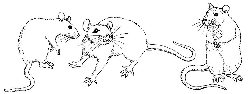 three mice in different poses