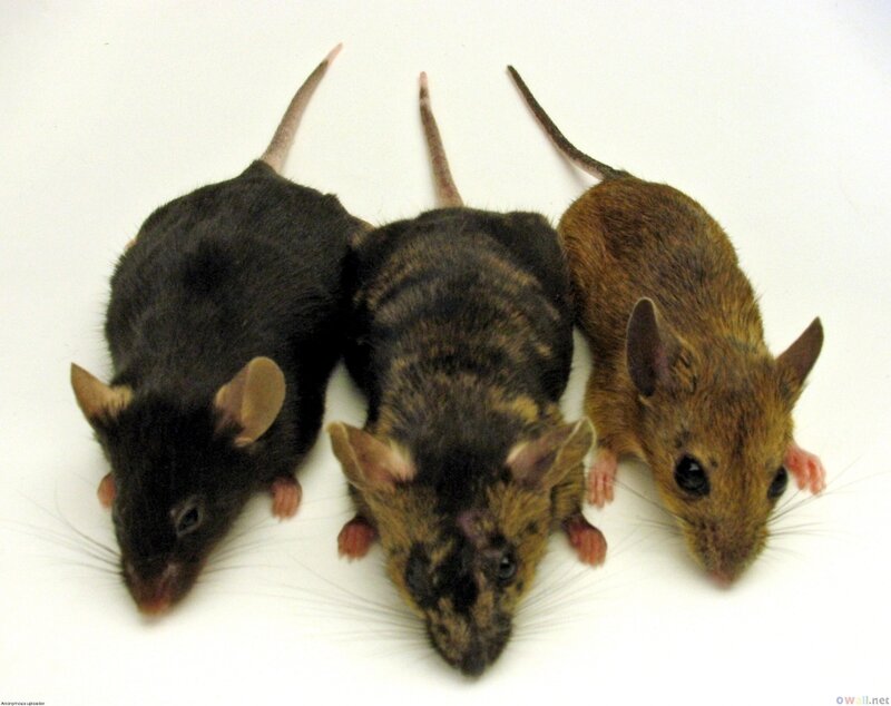 Three Mice on White Surface