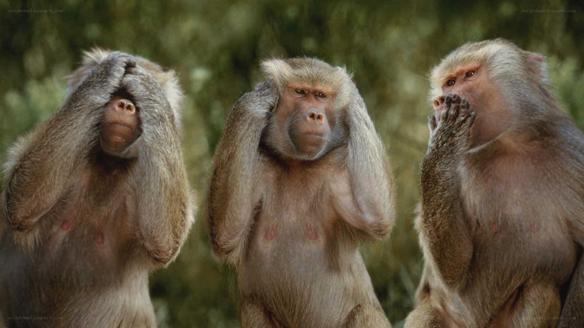 three monkeys covering senses