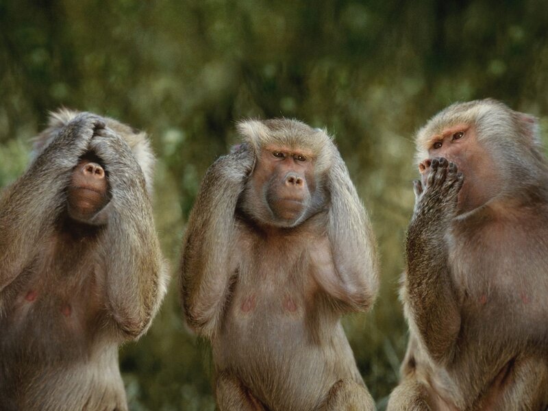 Three monkeys covering senses