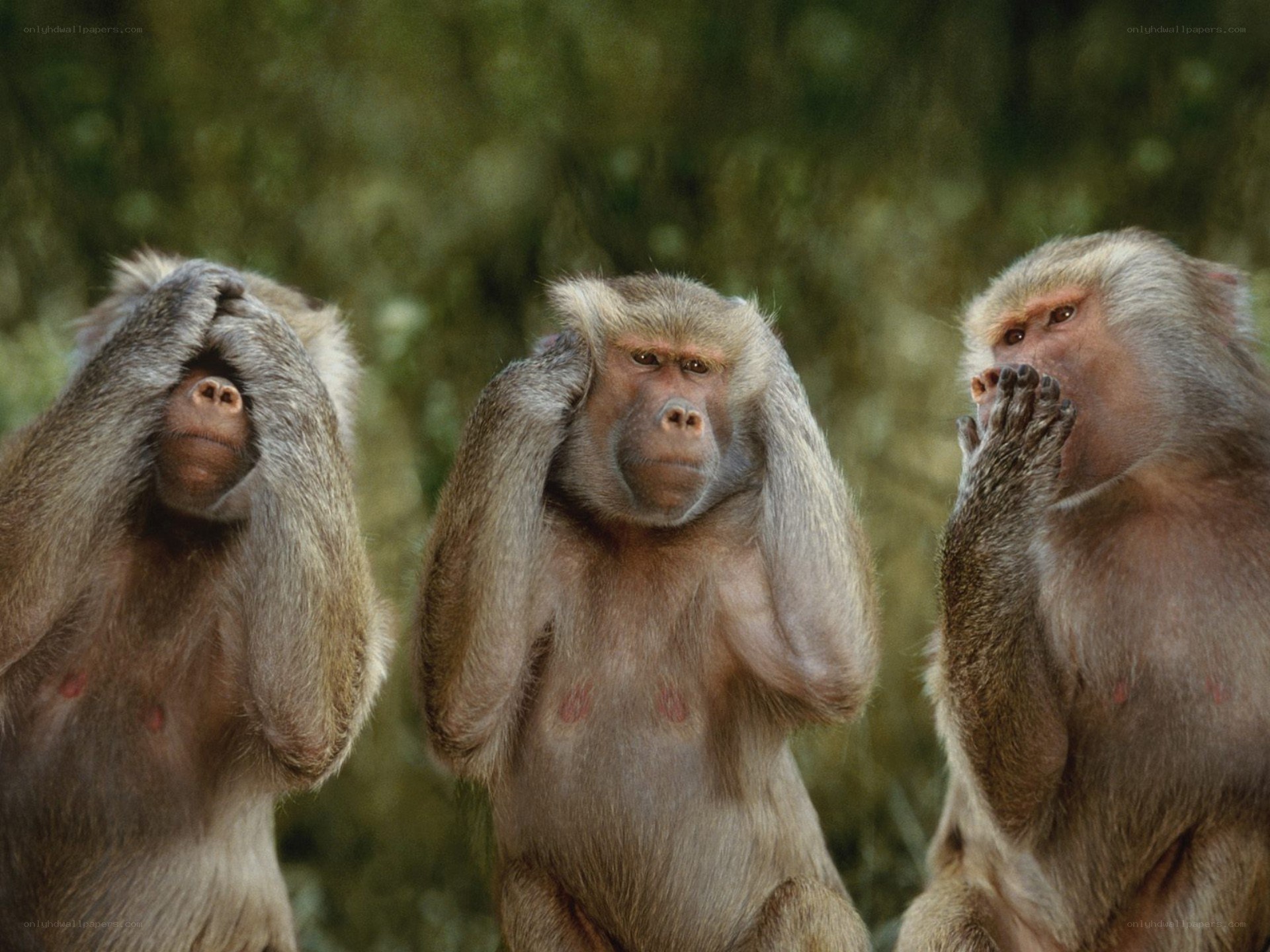 Three monkeys covering senses