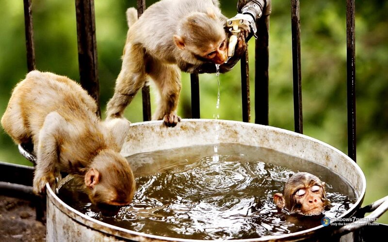 Three Monkeys Drinking Water