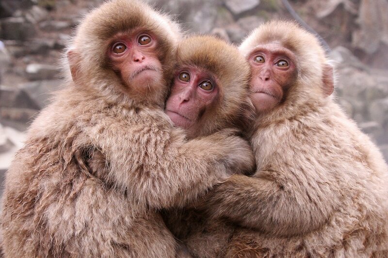 Three Monkeys Huddled