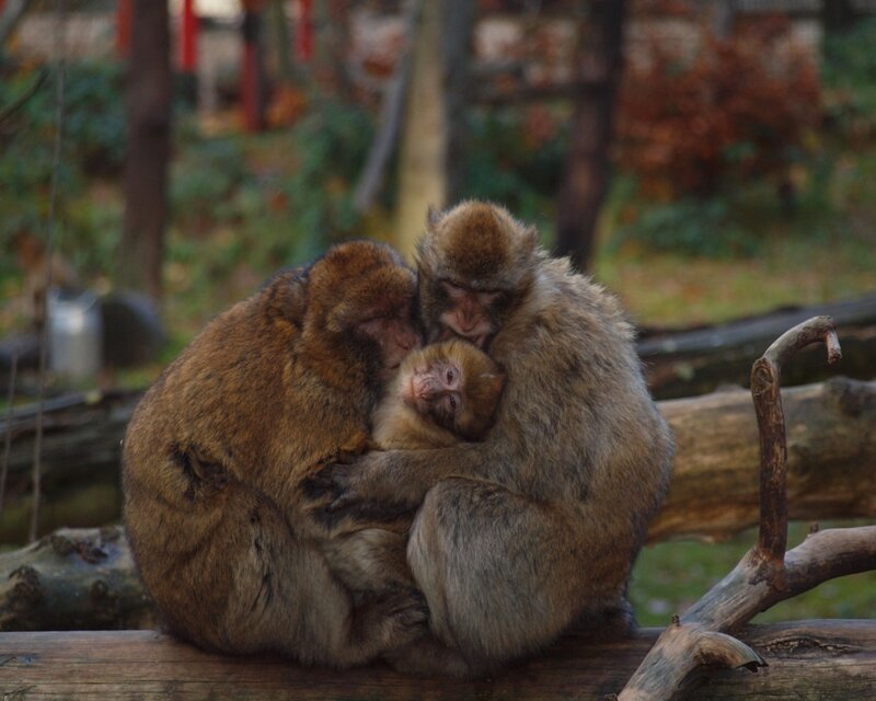 Three Monkeys Hugging