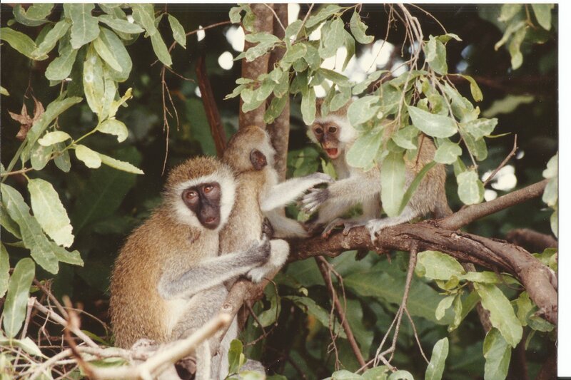 Three Monkeys in Tree