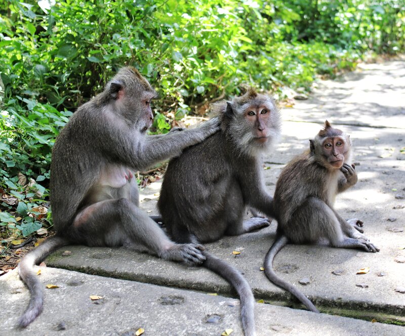 Three Monkeys on Path