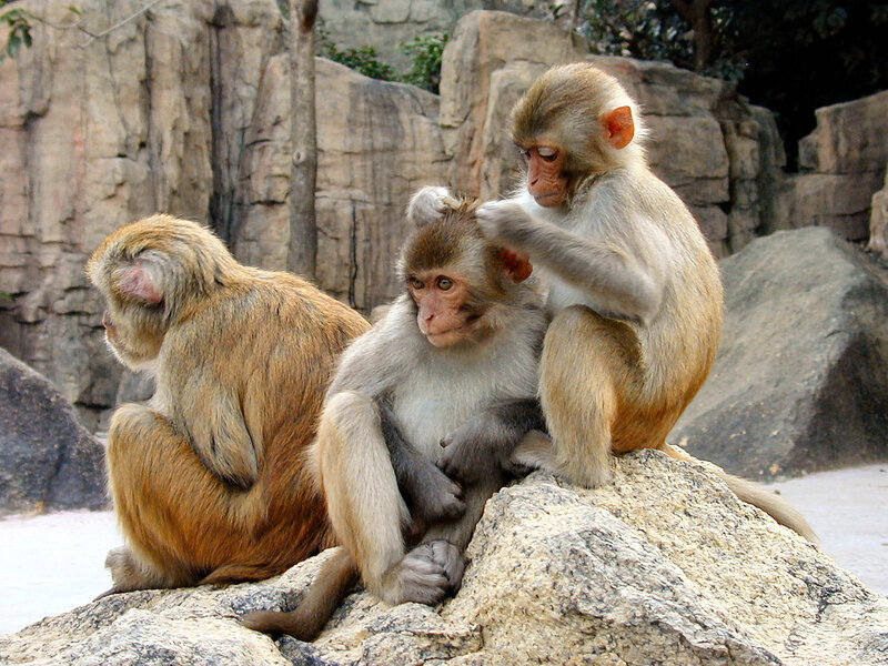 Three Monkeys on Rock — Brown, Calm