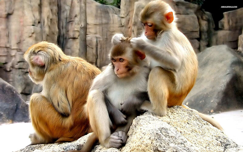 Three Monkeys on Rock — Brown