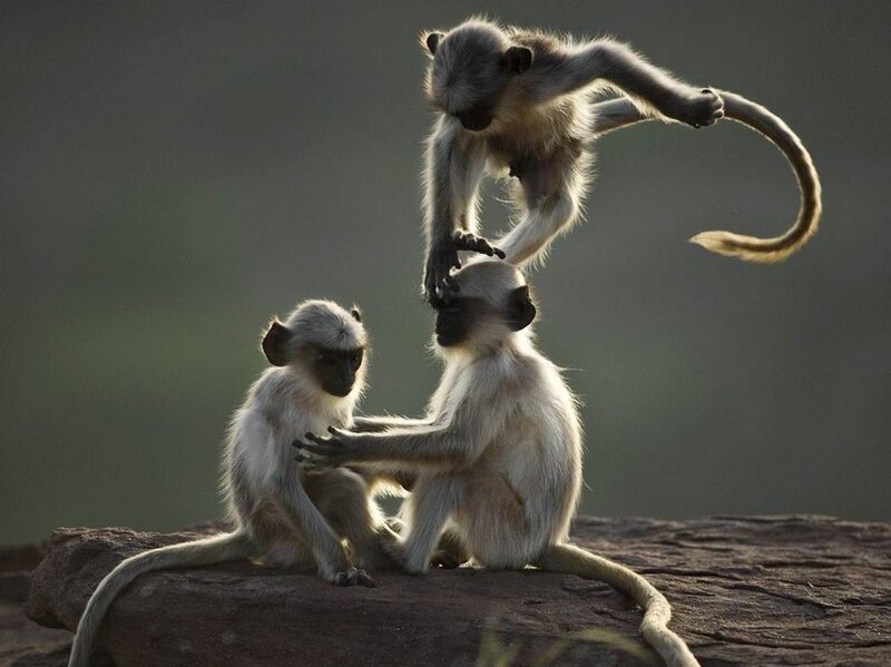Three Monkeys on Rock