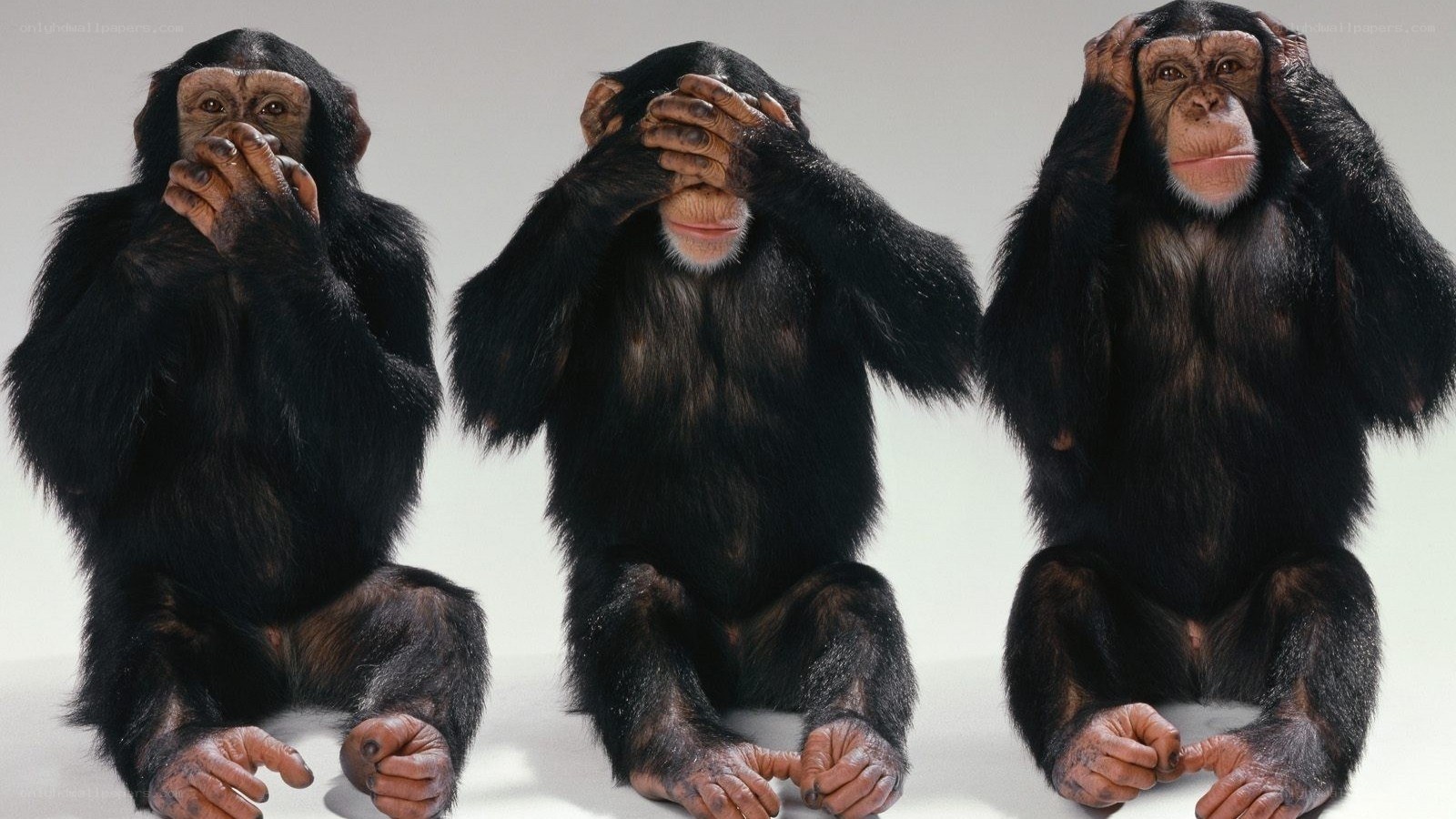 three monkeys proverb