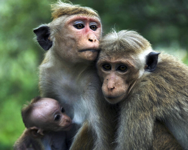 Three Monkeys Together