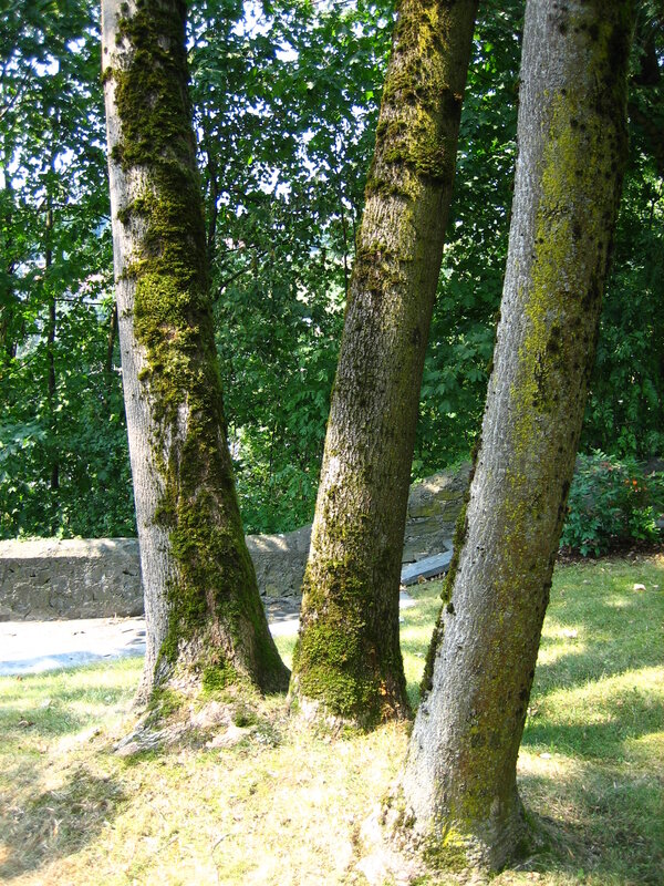 three moss-covered trees