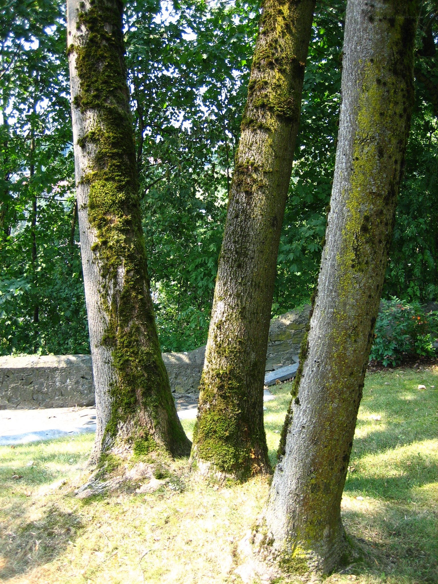 three moss-covered trees