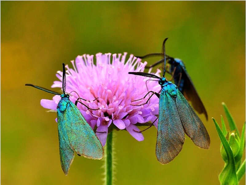 Three moths on a pink flower