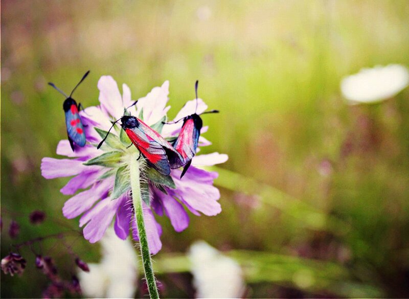 Three Moths on Flower