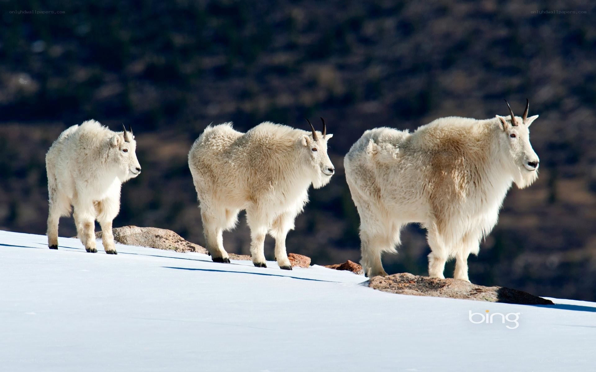 Three mountain goats on a snowy slope