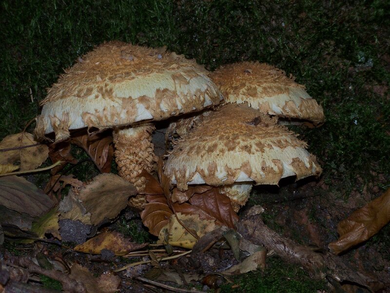 Three Mushrooms in Forest — Brown, Natural, Night