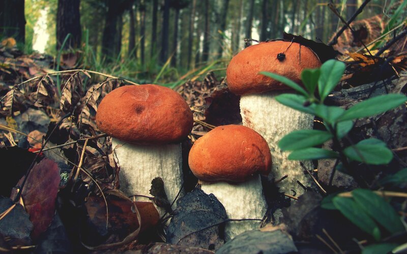 Three Mushrooms in Forest — Brown, Natural
