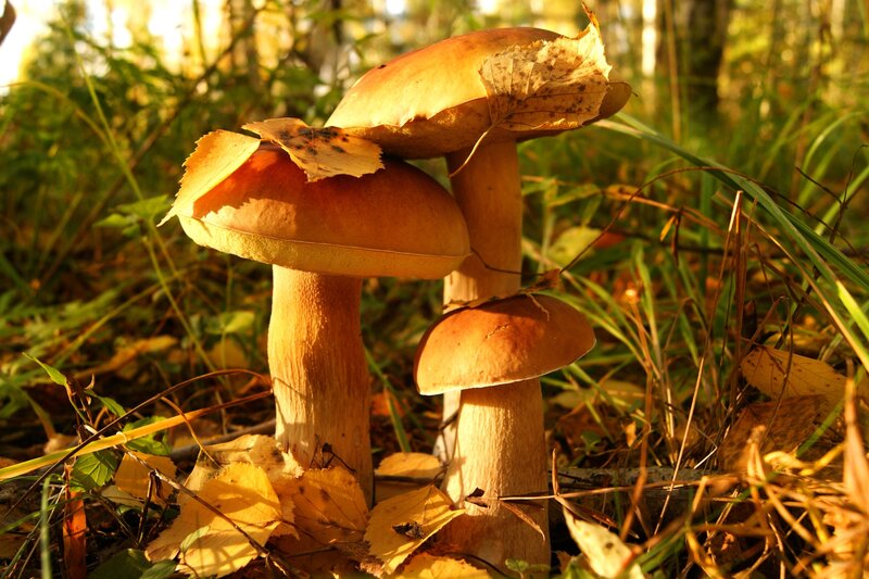 Three Mushrooms in Forest — Brown, Serene