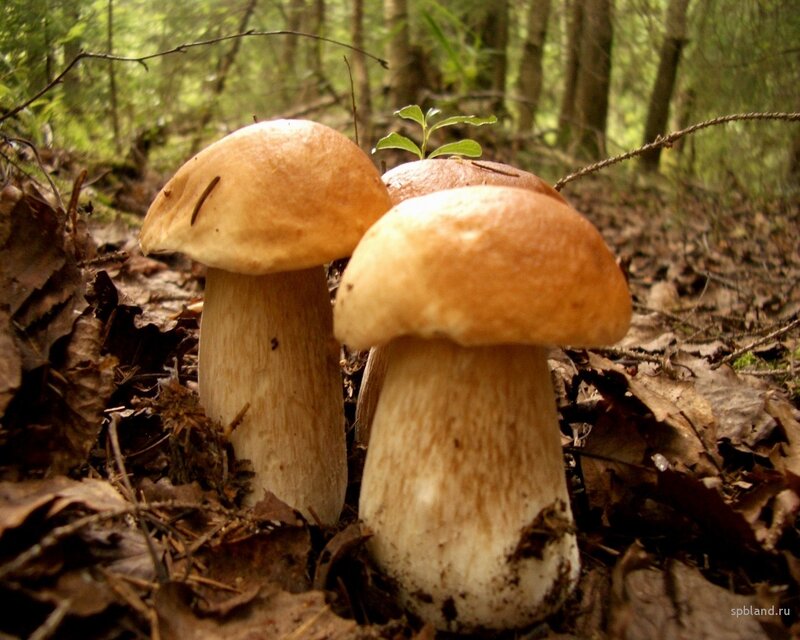 Three Mushrooms in Forest — Brown