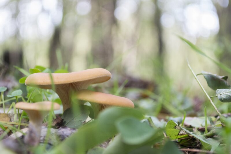 Three Mushrooms in Forest — Green