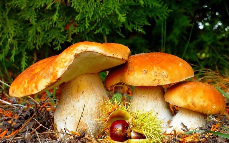 Three Mushrooms in Forest — Orange, Natural
