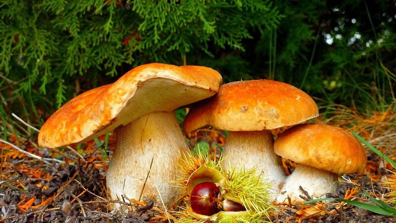 Three Mushrooms in Forest — Orange