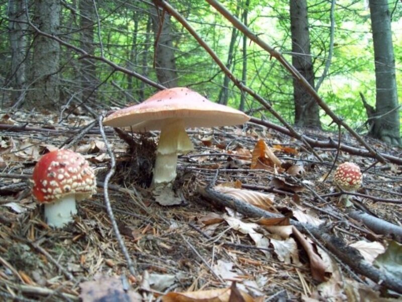 Three Mushrooms in Forest