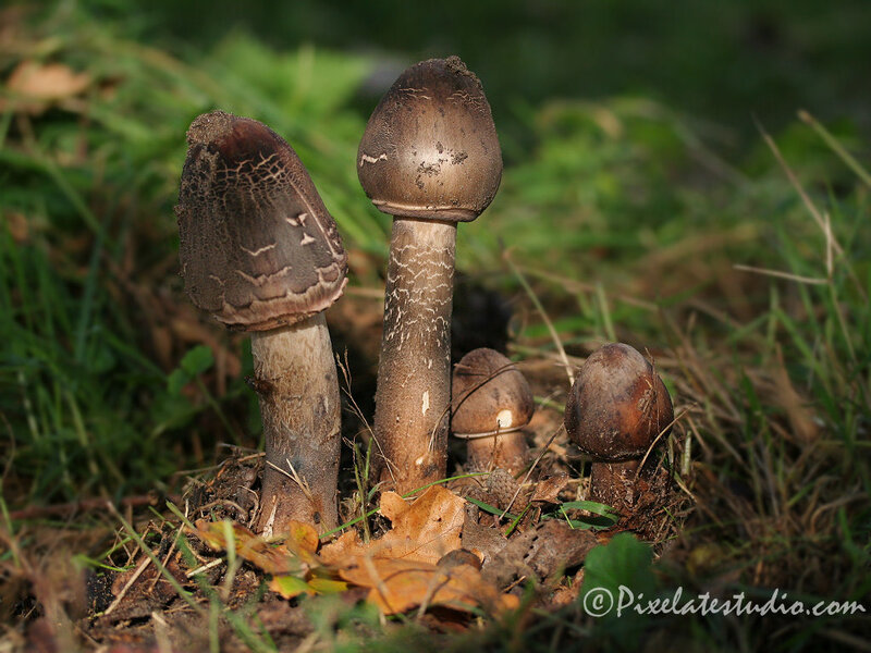 Three Mushrooms in Grass — Brown, Natural