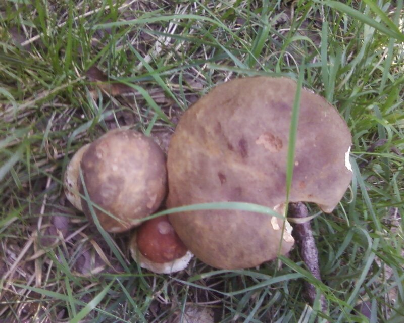 Three Mushrooms in Grass — Brown