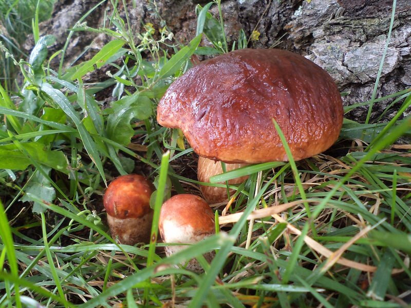 Three Mushrooms in Grass — Green, Natural