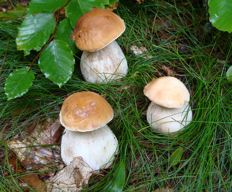 Three Mushrooms in Grass — Green