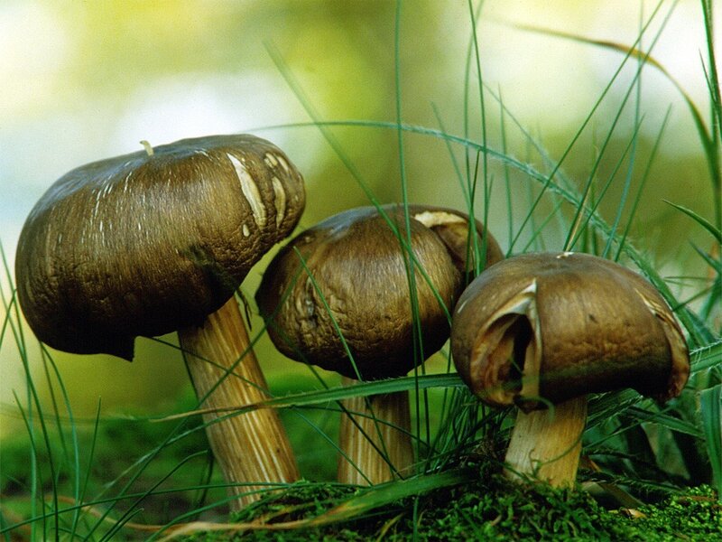 Three mushrooms in grass