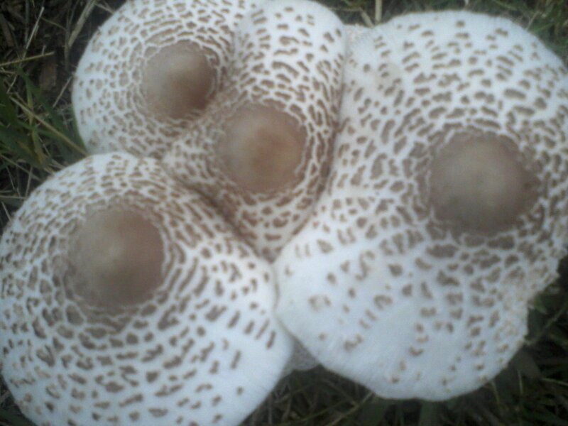 Three Mushrooms in Grass — White