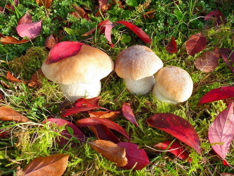 Three Mushrooms in Moss — Green, Natural, Autumn