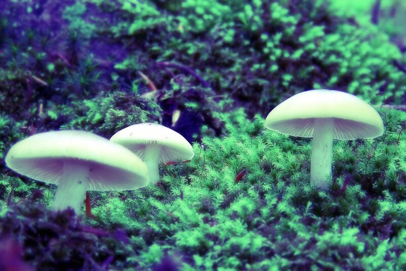 Three Mushrooms in Moss — Green