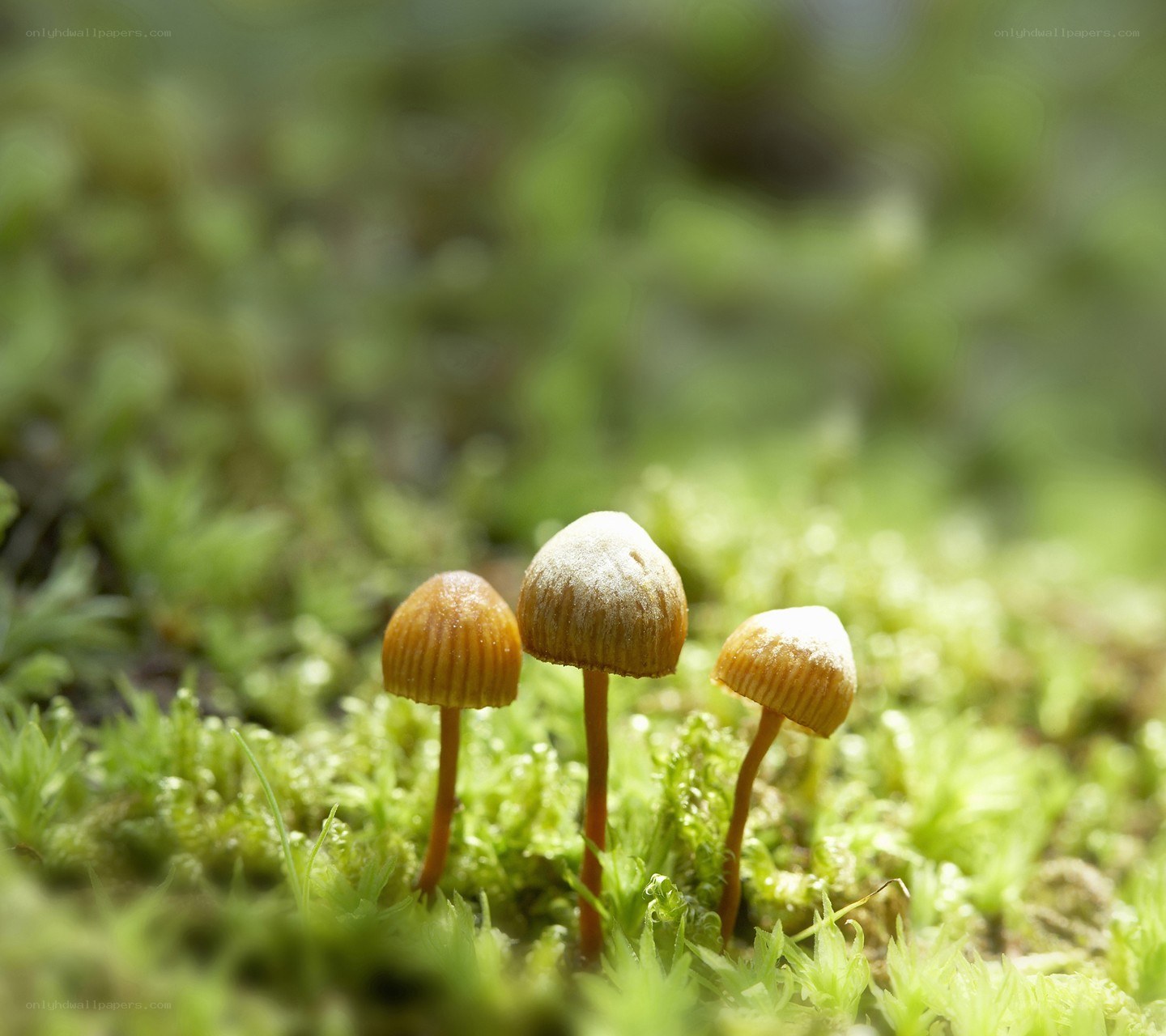 Three mushrooms in moss